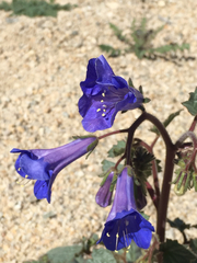 Phacelia campanularia vasiformis
