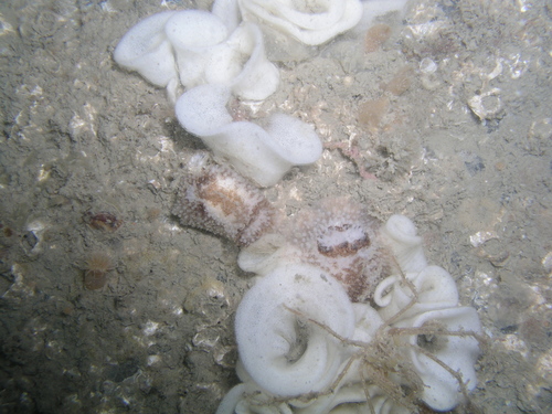 barnacle-eating dorid, Zeelandbrug, 4675 RB Zierikzee, Nederland, photo 6 of 10