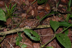 Bev Ridgely's Snail-Eater photo 2