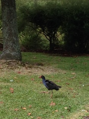 Porphyrio melanotus melanotus