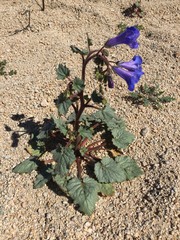 Phacelia campanularia vasiformis
