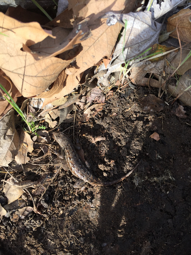 iNaturalist observation photo of Western Fence Lizard