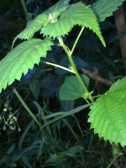 Laportea peduncularis