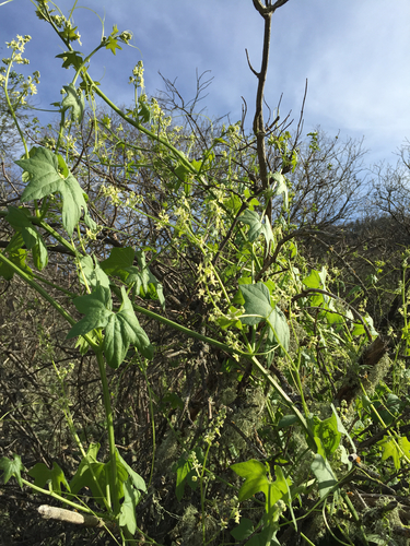 iNaturalist observation photo of California manroot