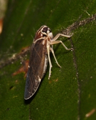 Synecdoche impunctata