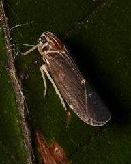 Synecdoche impunctata