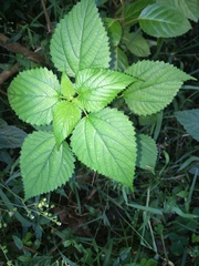 Laportea peduncularis