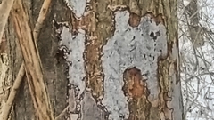 Biscogniauxia atropunctata image