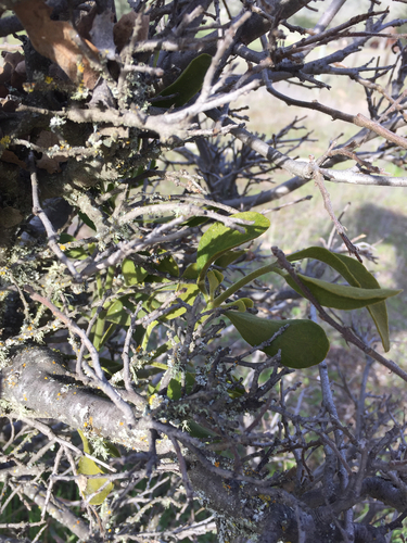 iNaturalist observation photo of leafy mistletoes