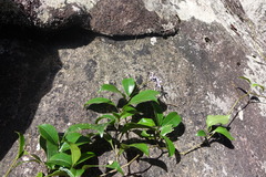 Solanum madagascariense