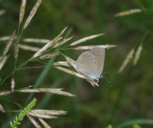 Mazarine Blue photo 4