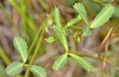 Trifolium depauperatum