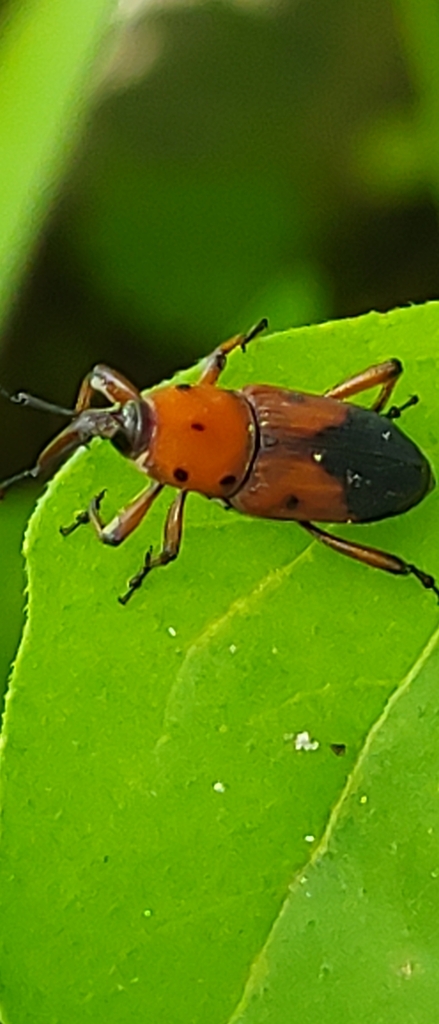 Rhodobaenus lebasii