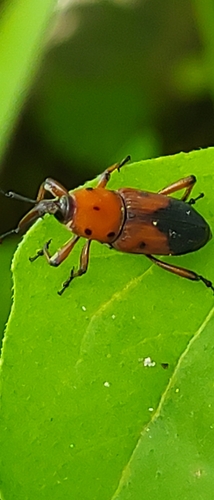 Rhodobaenus lebasii