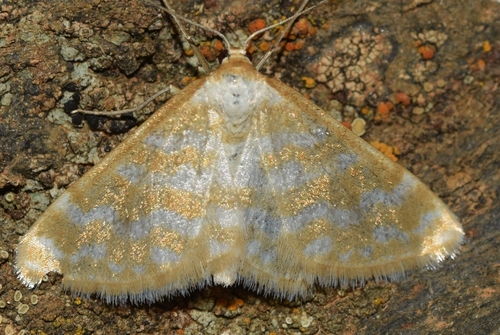 Idaea sericeata