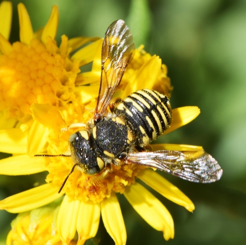 Pseudoanthidium eximium