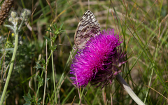 Melanargia russiae