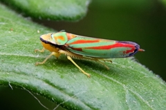 Graphocephala
