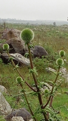 Echinops adenocaulos
