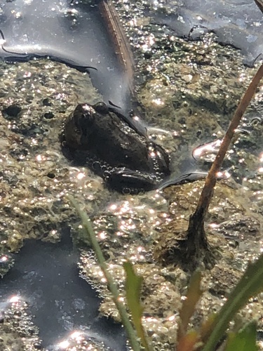 Chile Four-eyed Frog, Pleurodema thaul