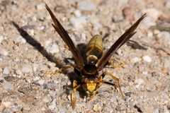 Polistes comanchus navajoe