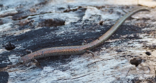 Gabilan Mountains Slender Salamander