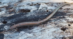 Batrachoseps gavilanensis