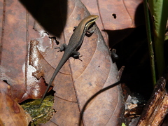 Eutropis macularia