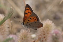 Lycaena phlaeas hypophlaeas