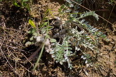 Astragalus testiculatus