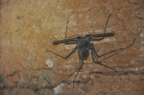 Phrynichus orientalis photo 6