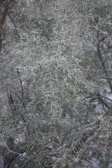 Cordia decandra