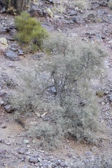Cordia decandra
