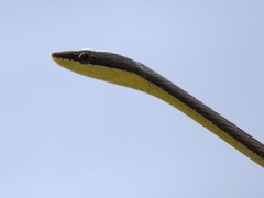 Psammophis elegans