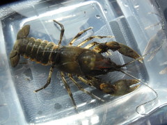 Cambarus englishi