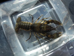 Cambarus englishi