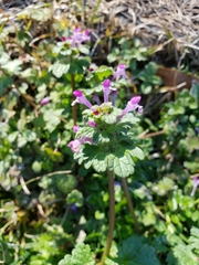 Lamium amplexicaule