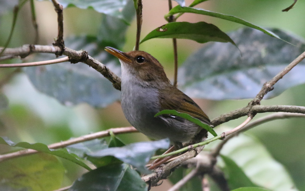 Russet-Capped Tesia