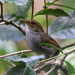 Russet-capped Tesia - Photo (c) Yovie Jehabut, some rights reserved (CC BY-NC), uploaded by Yovie Jehabut