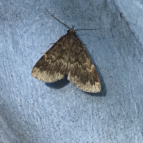 Glossy Black Idia Moth photo 6