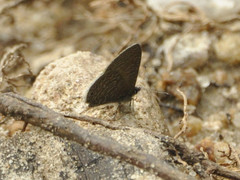 Pseudonacaduba sichela