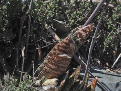 Gasteria brachyphylla