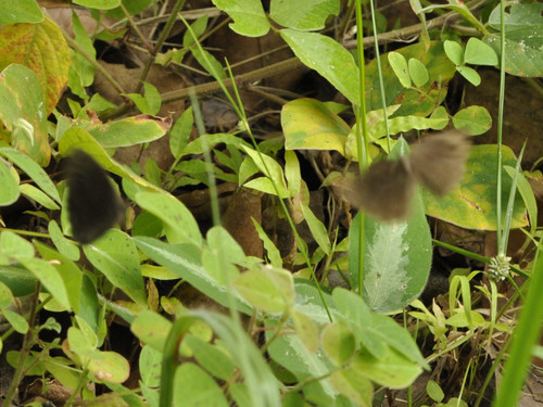 Photo of Yellow-banded Bush Brown (Bicyclus cottrelli)