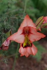 Gladiolus meliusculus