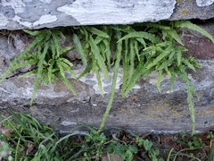Pteris multifida