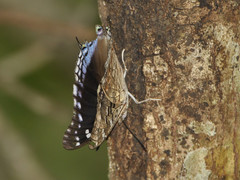 Charaxes guderiana