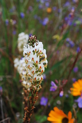 Hebenstretia robusta