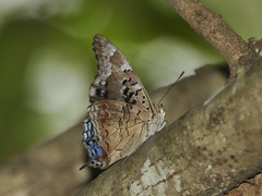 Charaxes guderiana