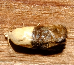 Eugnosta erigeronana