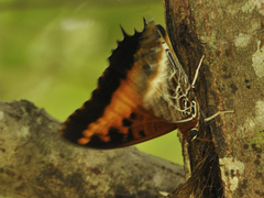 Charaxes pollux
